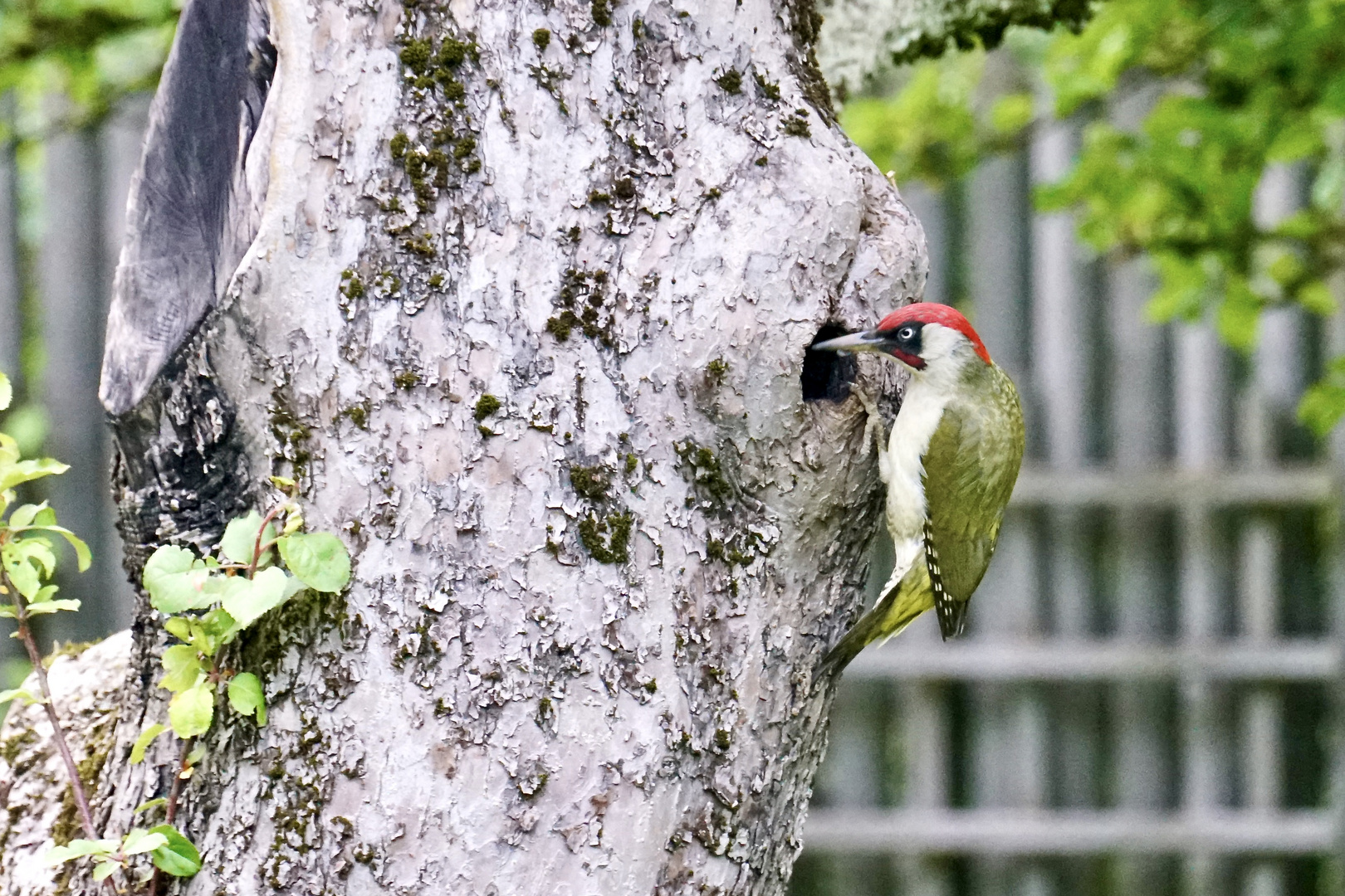 Grünspecht (Picus viridis)