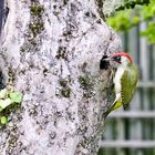 Grünspecht (Picus viridis)