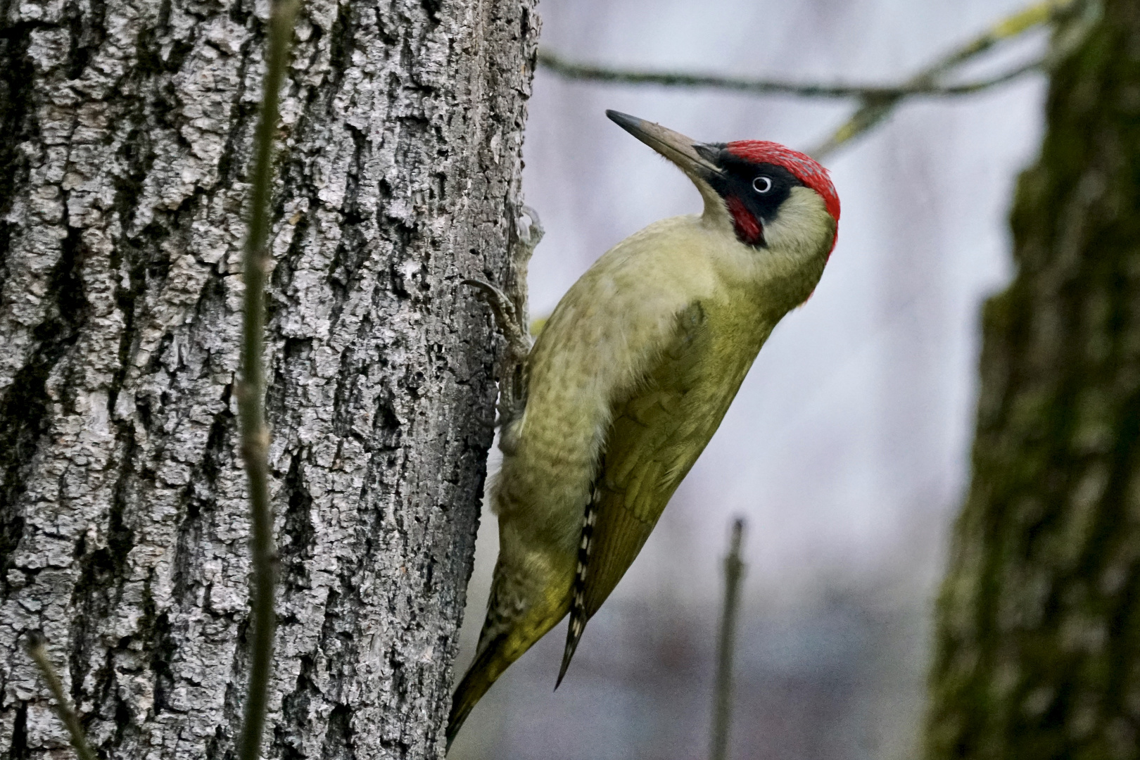 Grünspecht (Picus viridis)