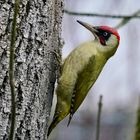 Grünspecht (Picus viridis)