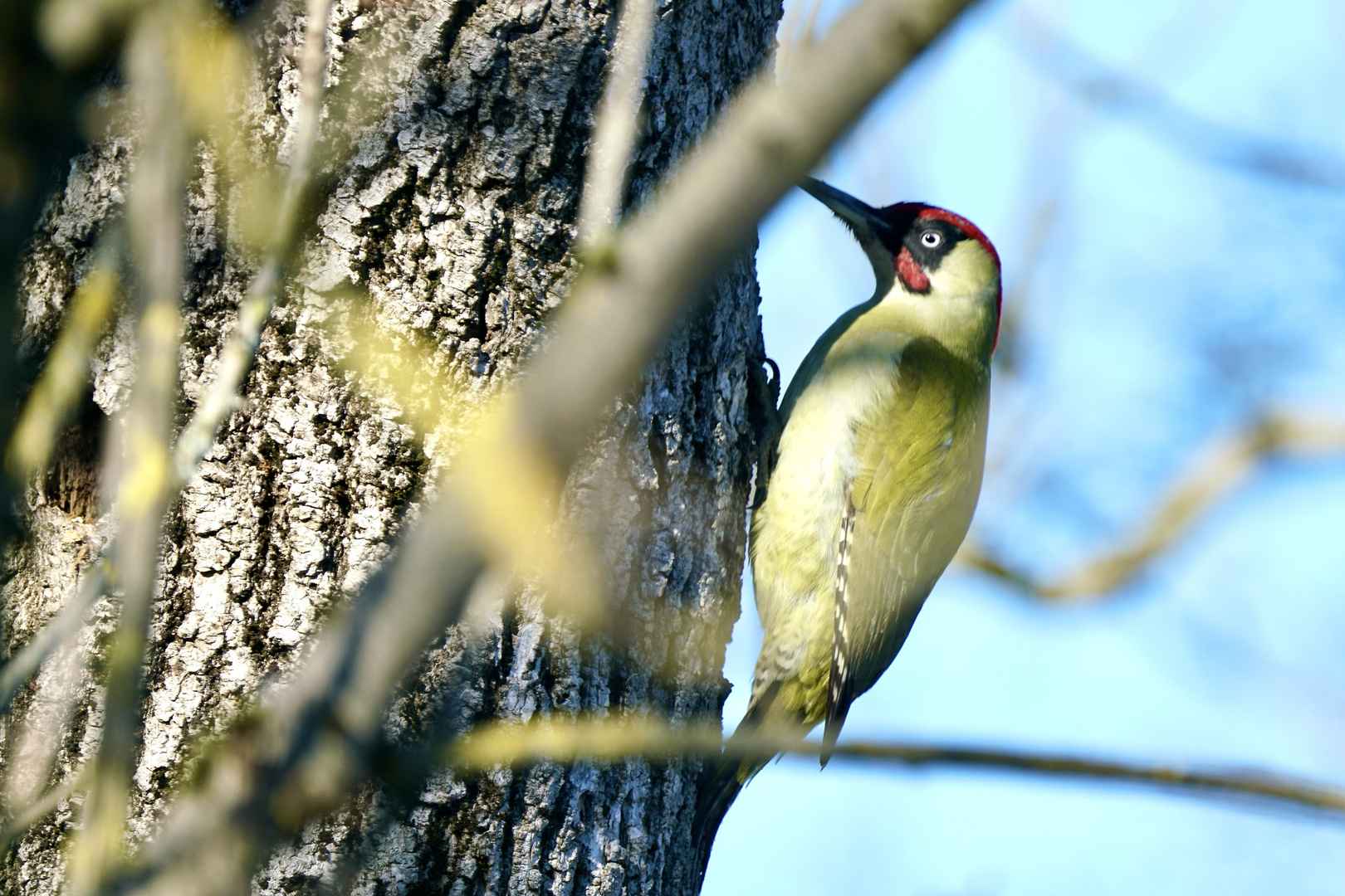 Grünspecht (Picus viridis)