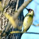 Grünspecht (Picus viridis)