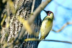 Grünspecht (Picus viridis)