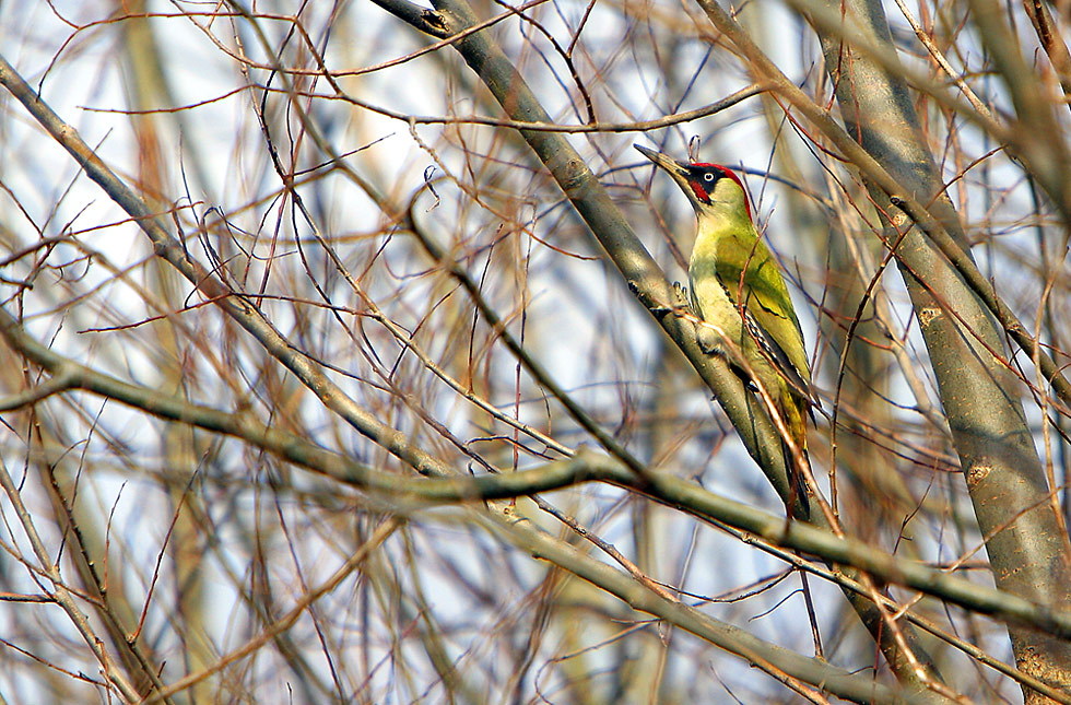 Grünspecht ( Picus viridis )