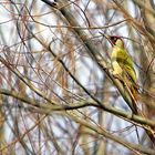 Grünspecht ( Picus viridis )