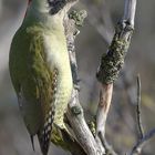 Grünspecht (Picus viridis)