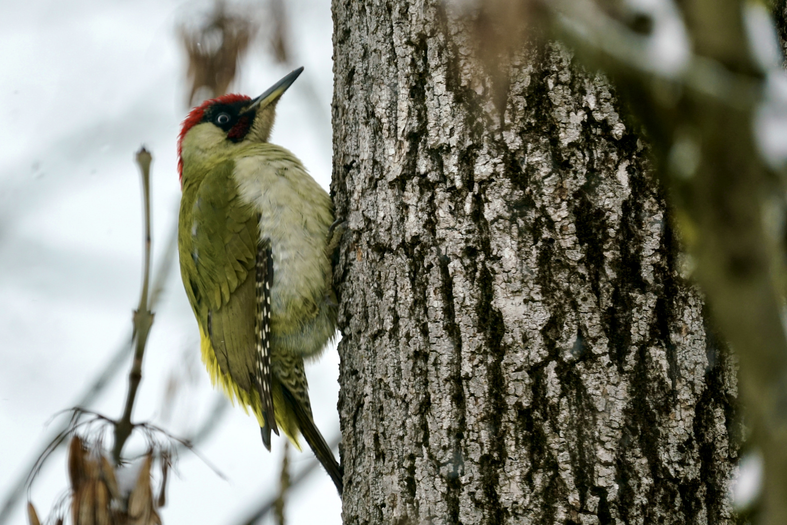 Grünspecht (Picus viridis)