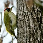 Grünspecht (Picus viridis)