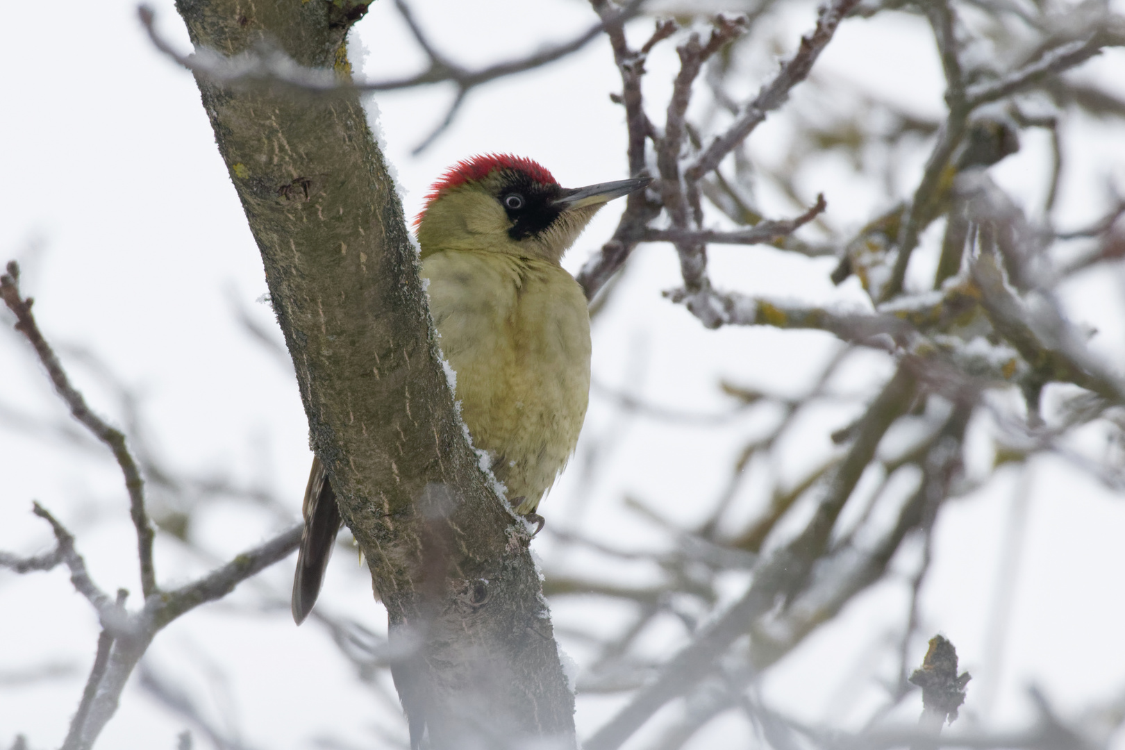 Grünspecht ( Picus viridis) am Baum