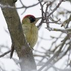 Grünspecht ( Picus viridis) am Baum