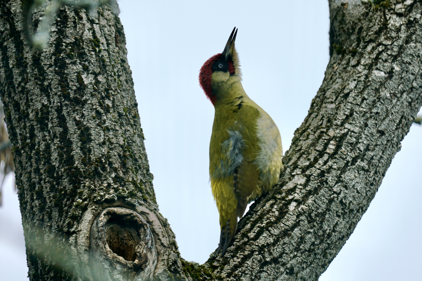 Grünspecht (Picus viridis)