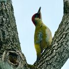 Grünspecht (Picus viridis)