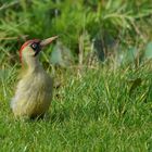 Grünspecht (Picus viridis)