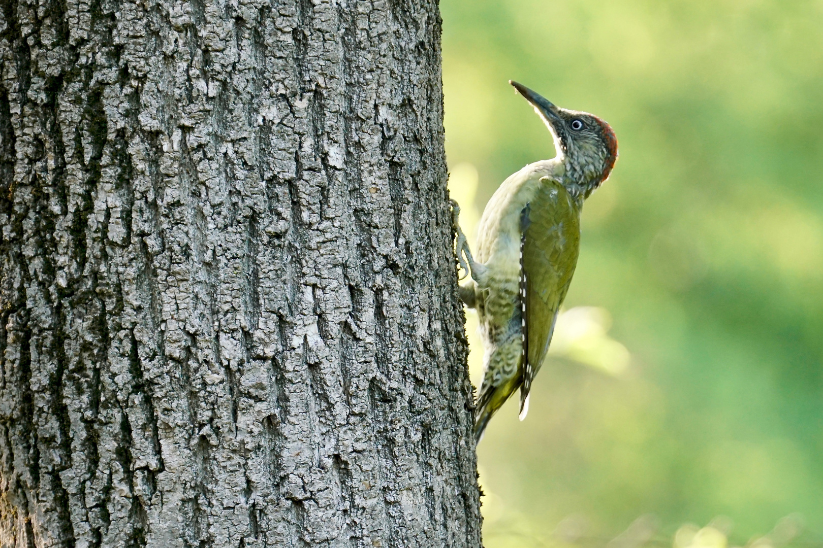 Grünspecht (Picus viridis)