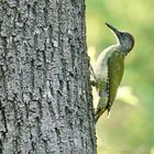 Grünspecht (Picus viridis)