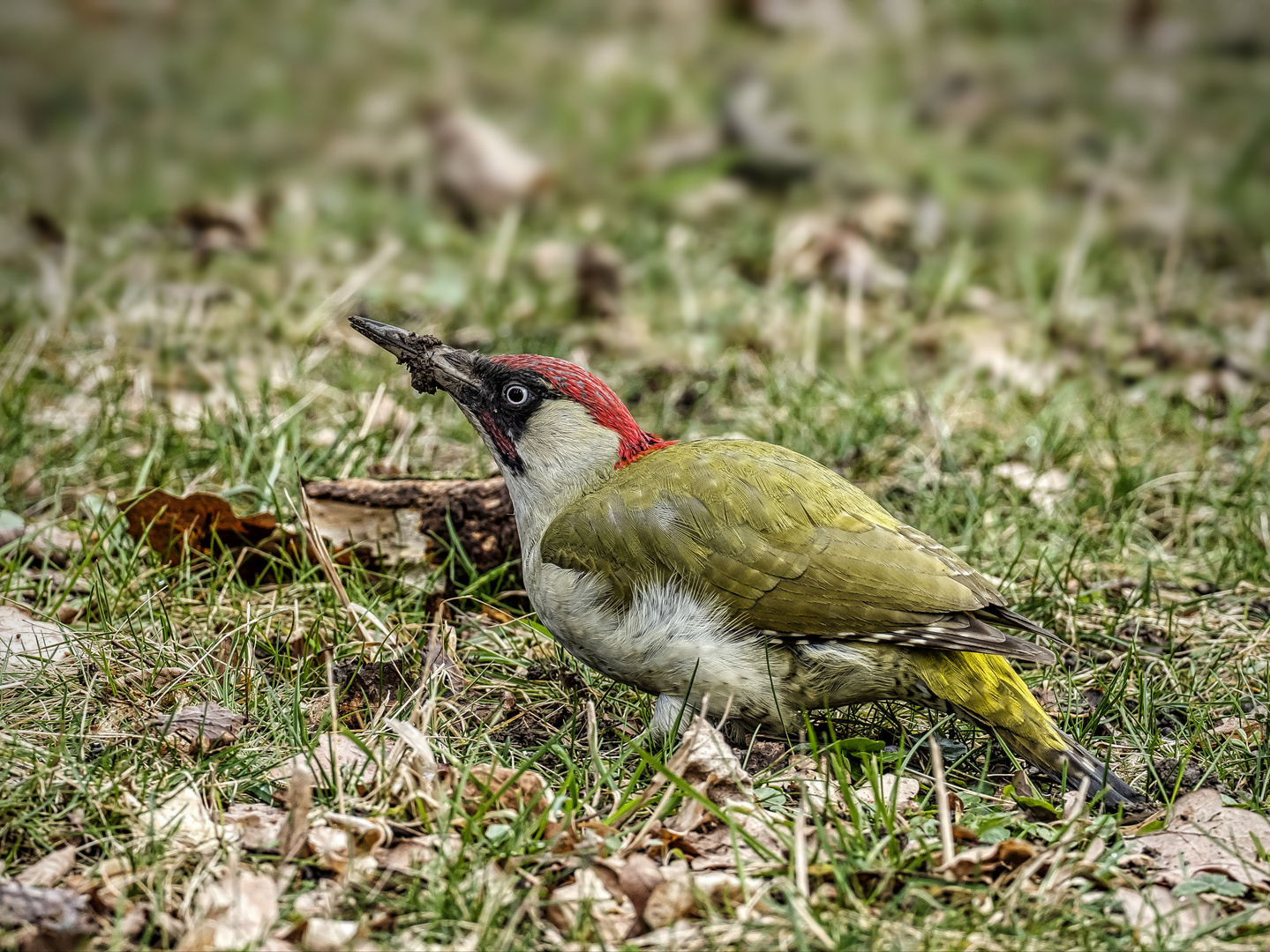   Grünspecht (Picus viridis)