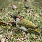   Grünspecht (Picus viridis)