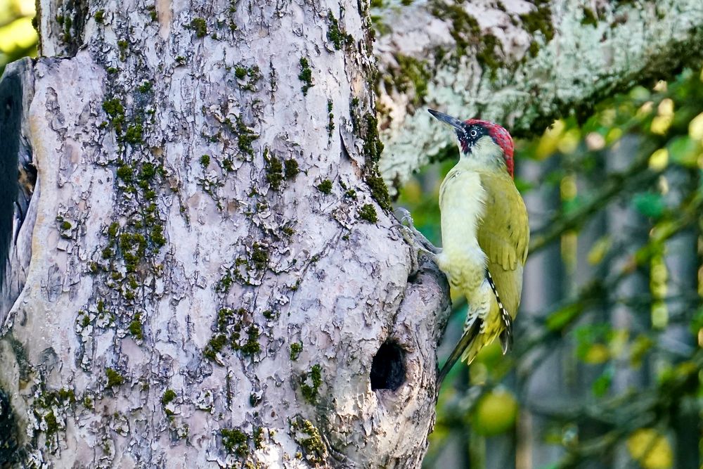 Grünspecht (Picus viridis)