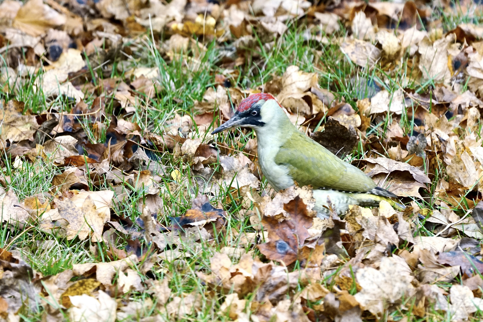 Grünspecht (Picus viridis)