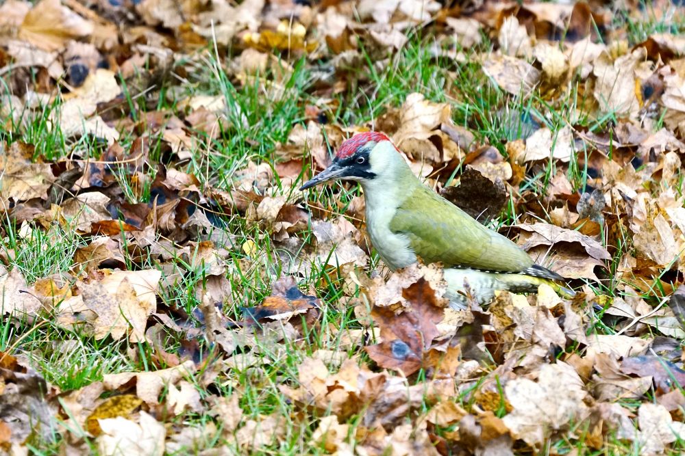 Grünspecht (Picus viridis)