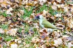 Grünspecht (Picus viridis)