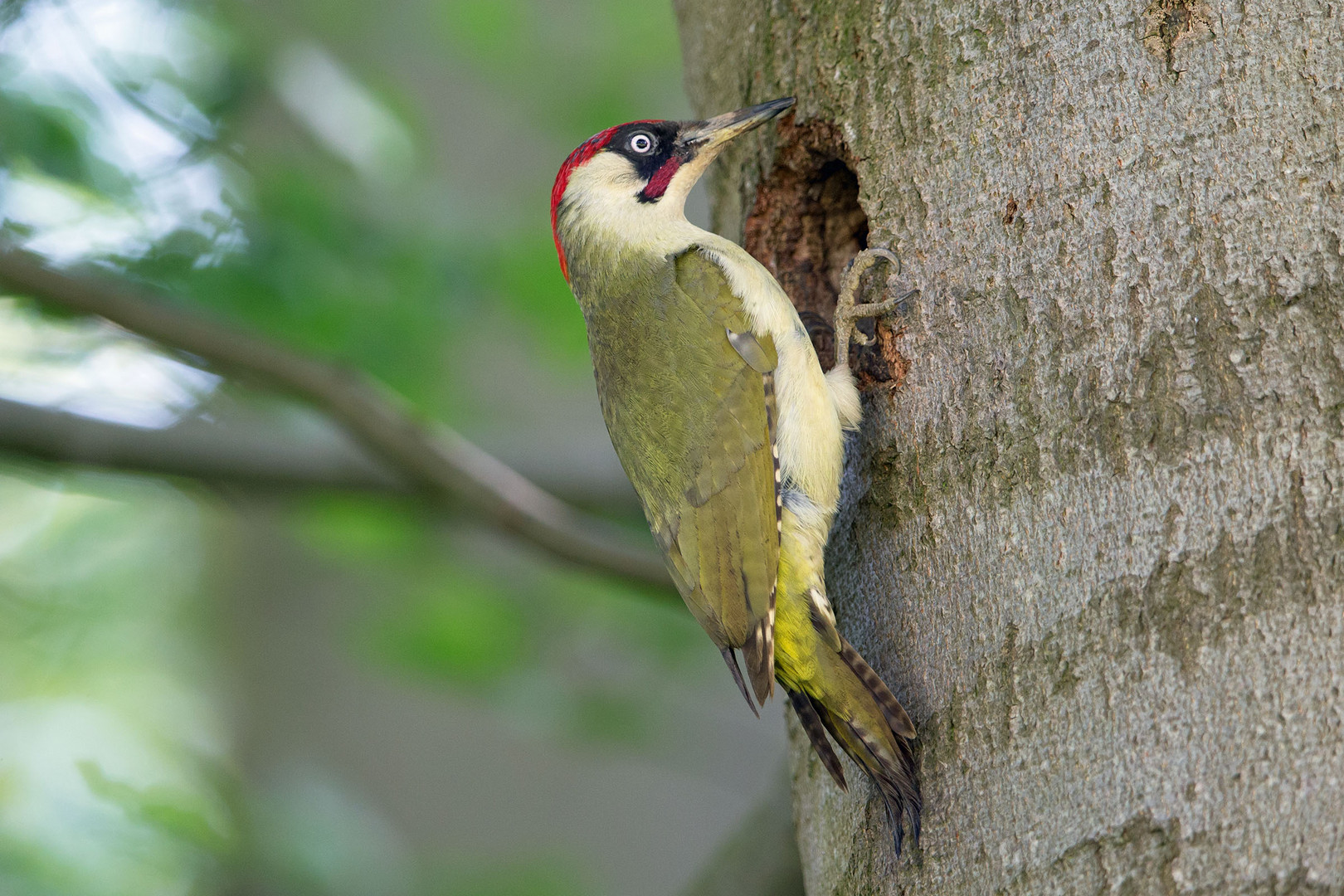 Grünspecht - Picus viridis