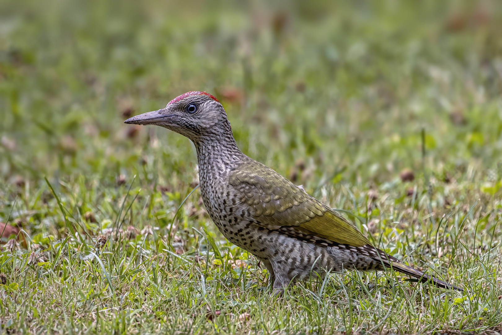 Grünspecht (Picus viridis)