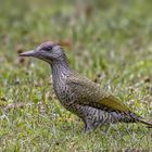 Grünspecht (Picus viridis)