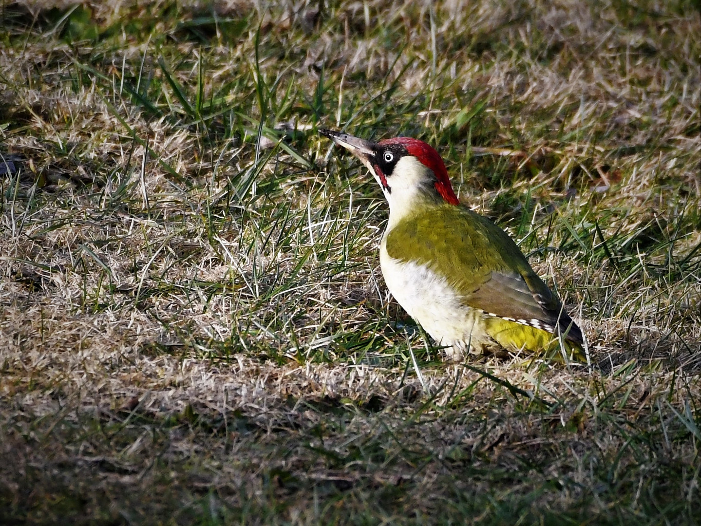 Grünspecht (Picus viridis )