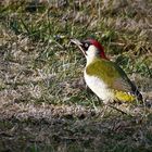 Grünspecht (Picus viridis )