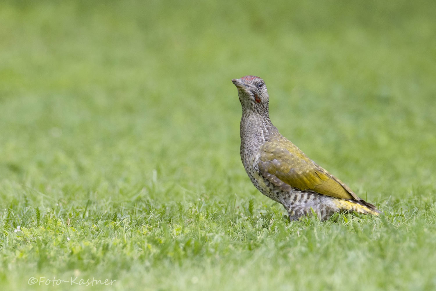 Grünspecht (Picus viridis)