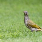 Grünspecht (Picus viridis)