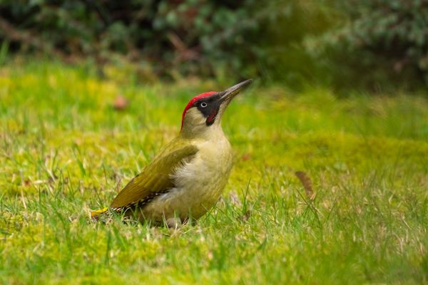 Grünspecht - picus viridis