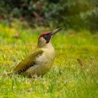 Grünspecht - picus viridis