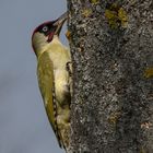 Grünspecht (Picus viridis)