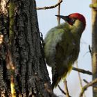 Grünspecht (Picus viridis)