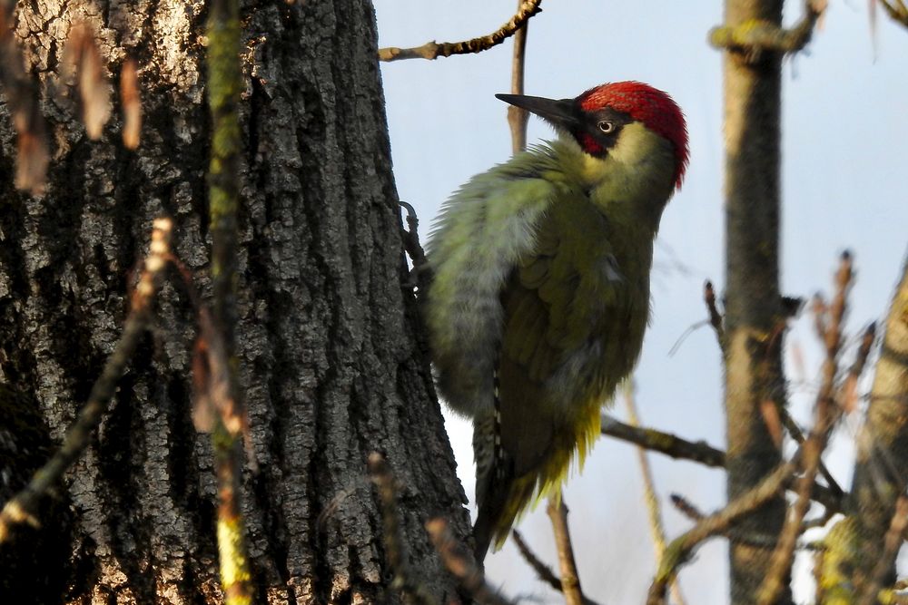 Grünspecht (Picus viridis)