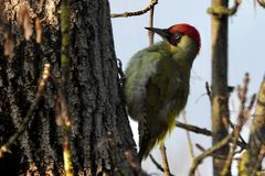 Grünspecht (Picus viridis)