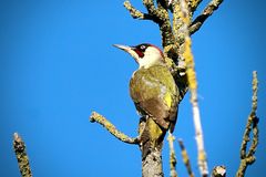 Grünspecht (Picus viridis)