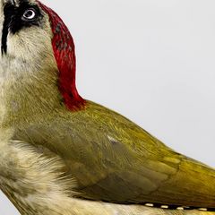 Grünspecht - picus viridis