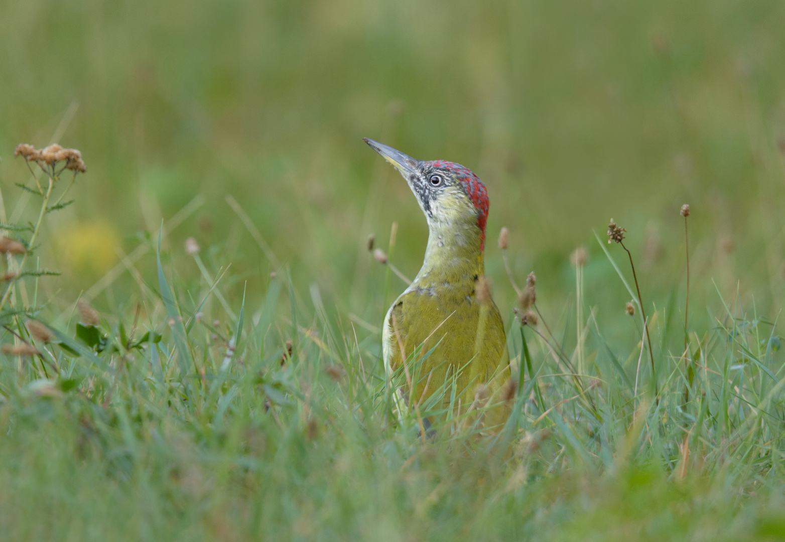 ~Grünspecht (Picus viridis)~