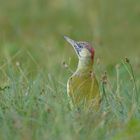 ~Grünspecht (Picus viridis)~