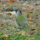  Grünspecht (Picus viridis)