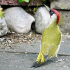 Grünspecht (Picus viridis)