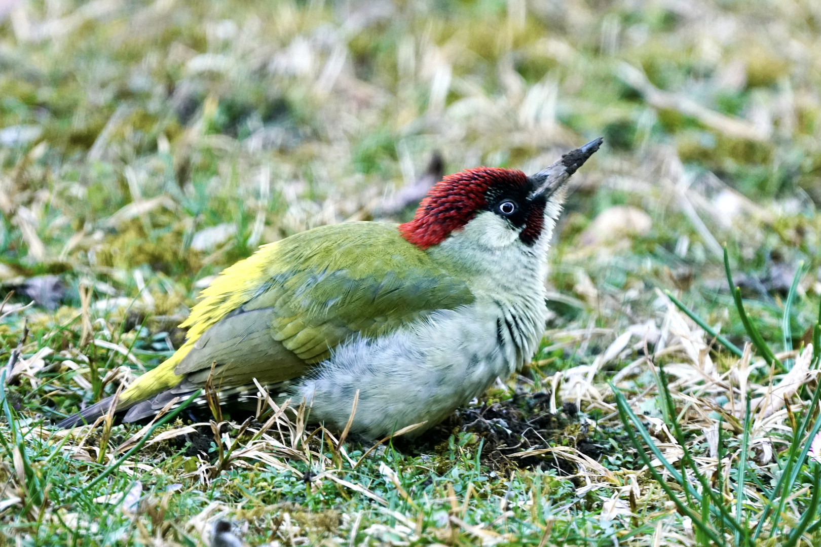 Grünspecht (Picus viridis)