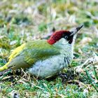 Grünspecht (Picus viridis)