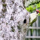 Grünspecht (Picus viridis)