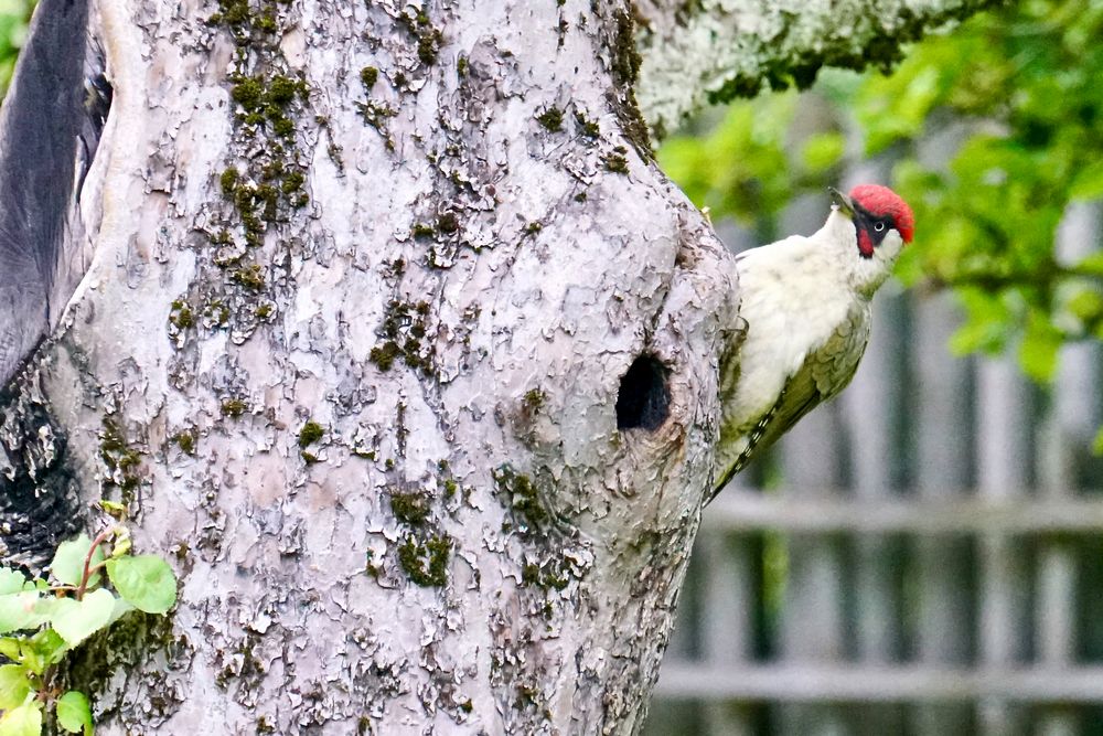 Grünspecht (Picus viridis)