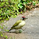 Grünspecht (Picus viridis)