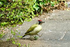 Grünspecht (Picus viridis)